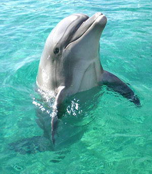 Dolphin