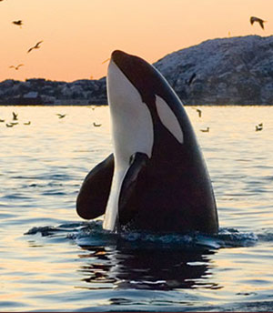Killer Whale