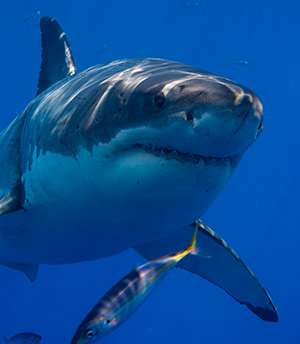 Sharks, Great Whites